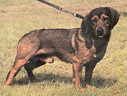 alpenlandische_dachsbracke.gif