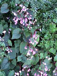 Begonia grandis subsp. evansiana