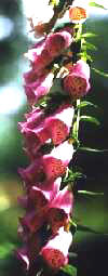 bloem vingerhoedskruid