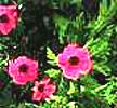 Geranium sanquineum