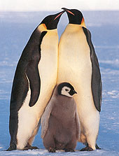 keizerpinguin.jpg