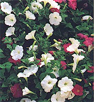 Petunia (Petunia hubrida)