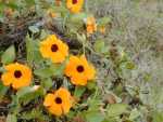 Image of Thunbergia alata flowers at Kula,&nbsp;Maui, Hawaii.&nbsp; Photo# starr-010419-0049